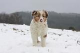 BERGER AUSTRALIEN PUPPIES 536